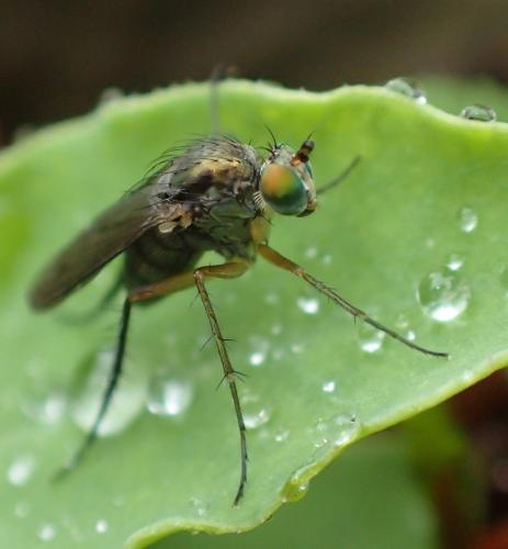 Dolichopus sp.